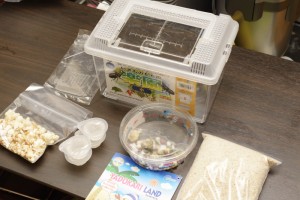 ヤドカリの飼育に必要なもの
