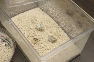 ヤドカリたちを飼育ケースに入れる