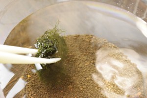 ウイロモスを静かに入れる