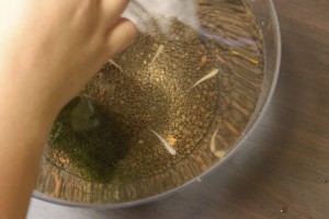 元気に泳いでいます